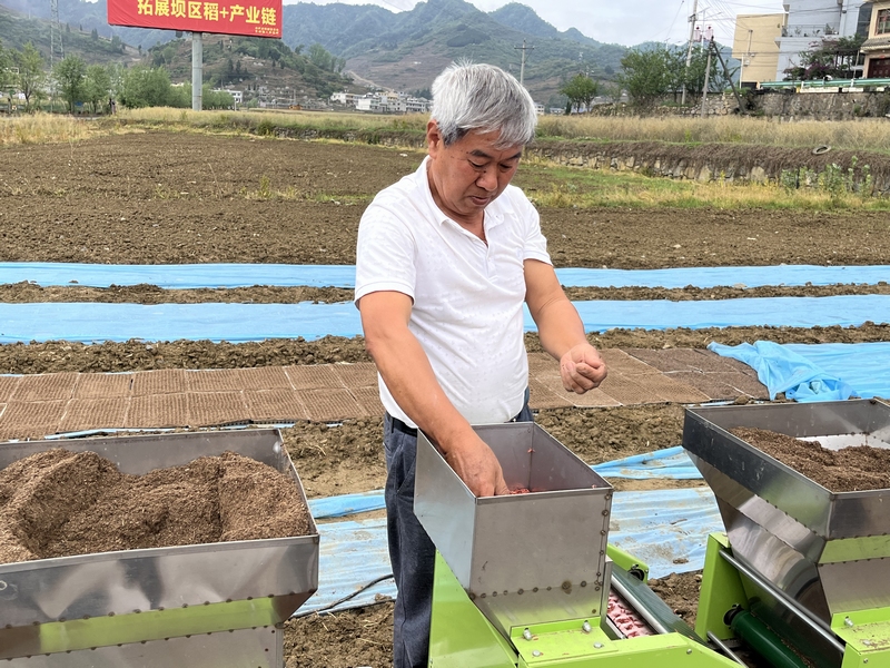 機械化育苗。