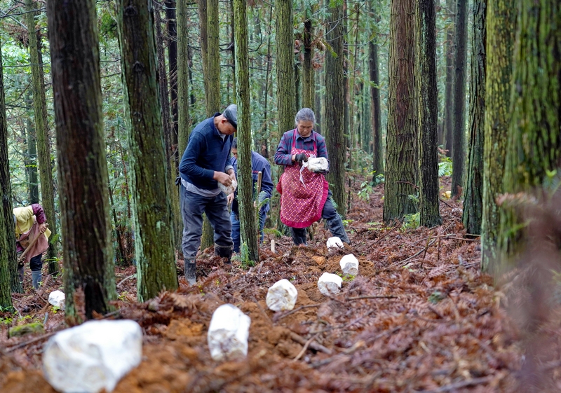 2024年5月9日，貴州省畢節市納雍縣董地鄉新華村，村民在林下種植靈芝。 楊 英 攝