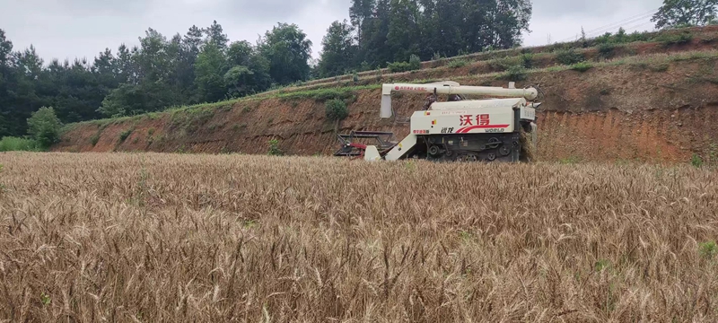 图为：机械化收割小麦
