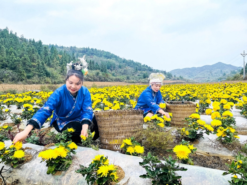  The tobacco field rotates golden chrysanthemum. Photographed by Pan Hong