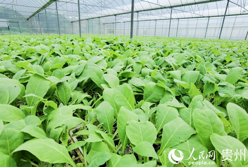  In the nursery shed, the flue-cured tobacco seedlings are green and luxuriant. Photographed by Wang Xiufang, reporter of People's Daily Online