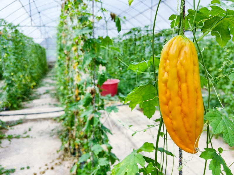  In the flue-cured tobacco seedling greenhouse, mature apple balsam pear hung all over the branches. Photographed by Zhang Hongfei