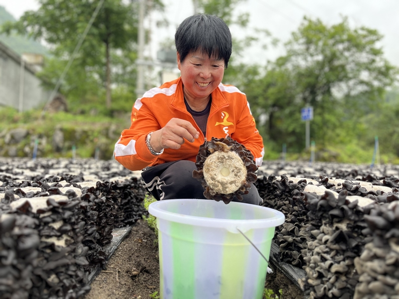村民们忙碌地采摘黑木耳 (2)