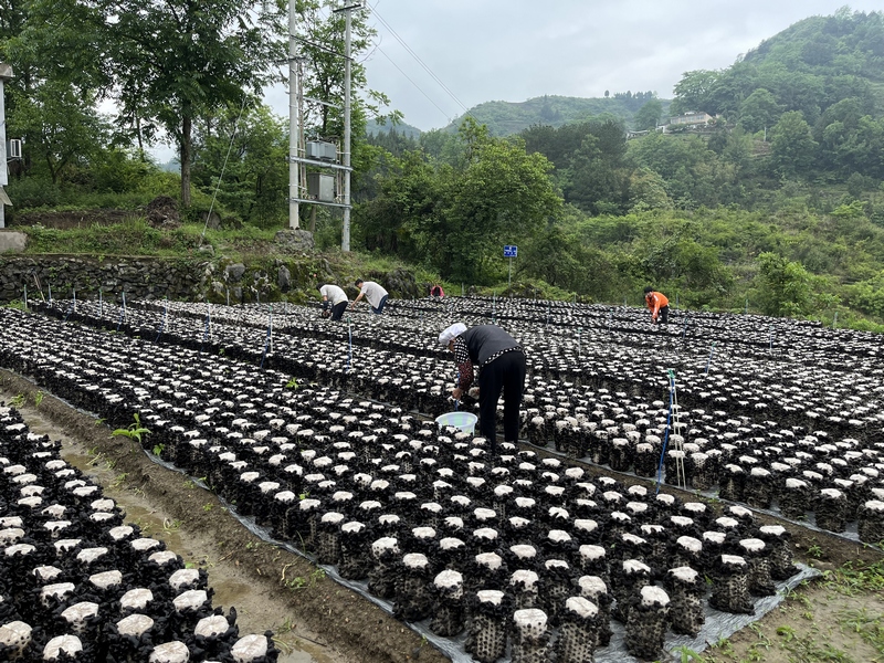 村民们忙碌地采摘黑木耳
