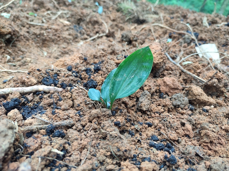 图为 ：种植后的黄精幼苗