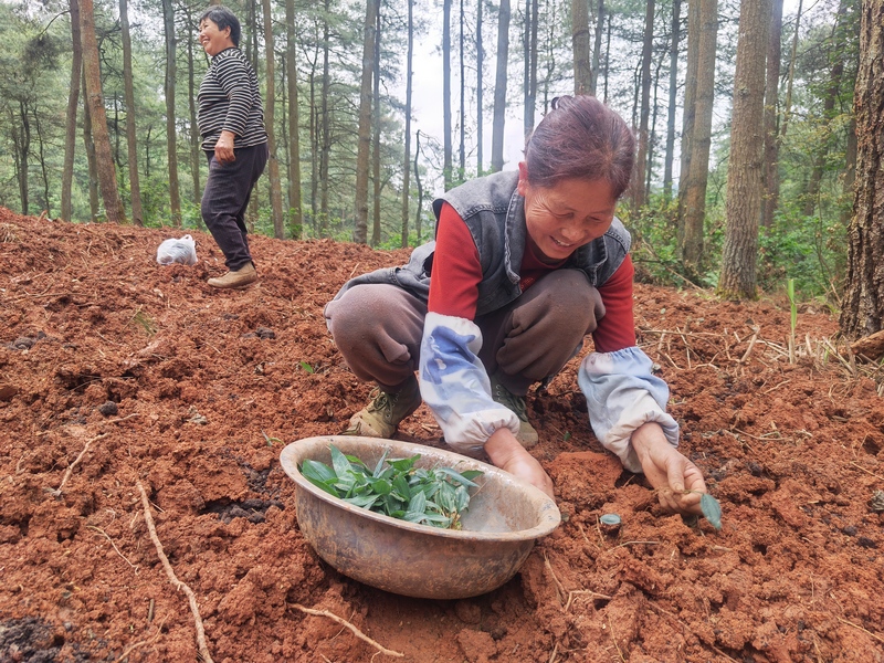 图为： 南江乡南江村山口组务工村民谢帝秀介绍黄精种植方法