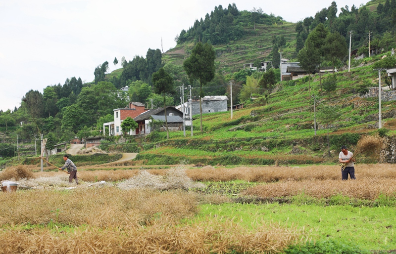 采收油菜 陈桂良摄