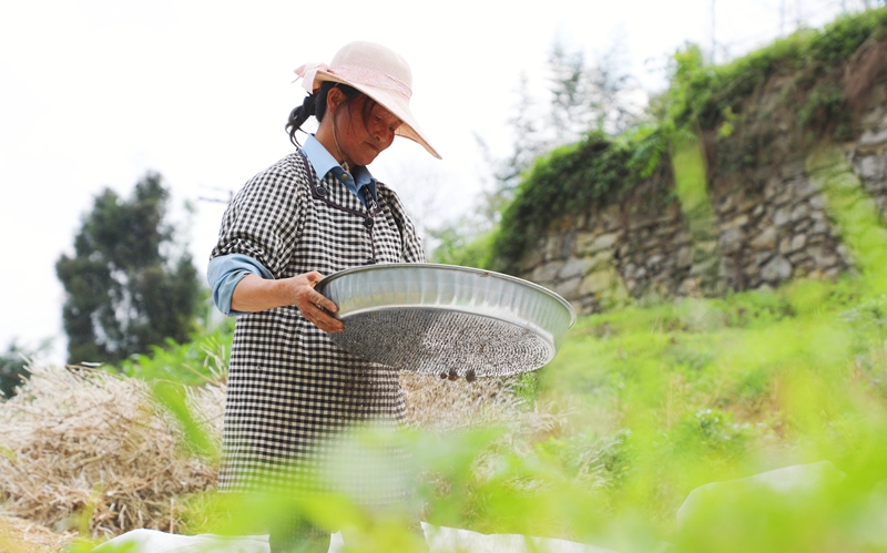 筛选油菜籽 陈桂良摄