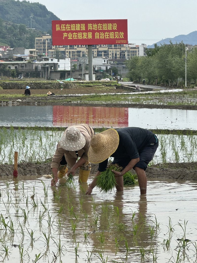 村民光著腳，人在田中，埋頭弓腰，將一株株秧苗插入水田中 (2)