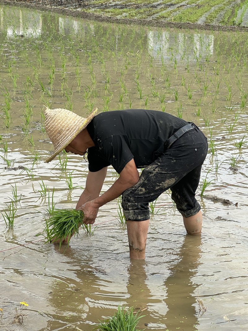 村民光著腳，人在田中，埋頭弓腰，將一株株秧苗插入水田中