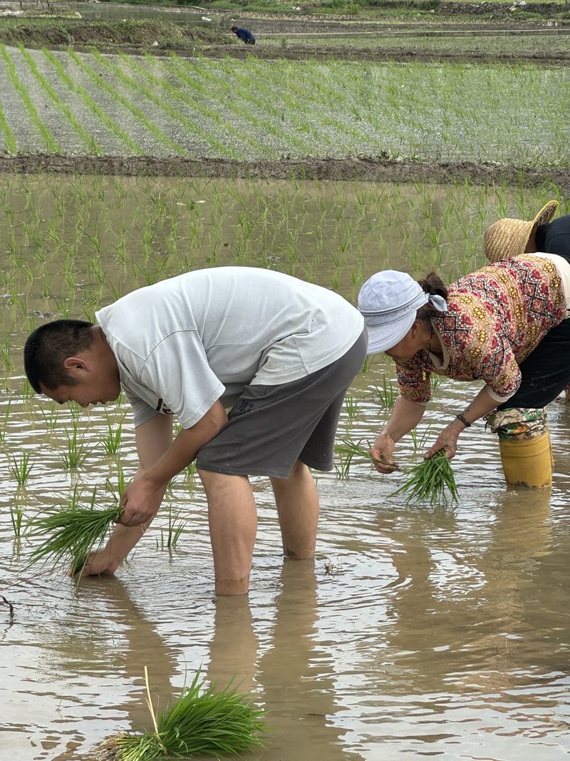 村民們光著腳，人在田中，埋頭弓腰，將一株株秧苗插入水田中 (2)