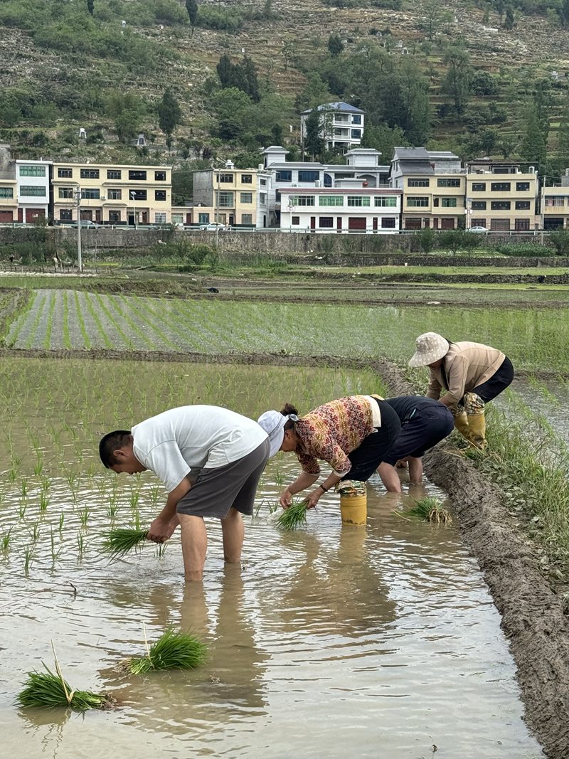 村民們光著腳，人在田中，埋頭弓腰，將一株株秧苗插入水田中