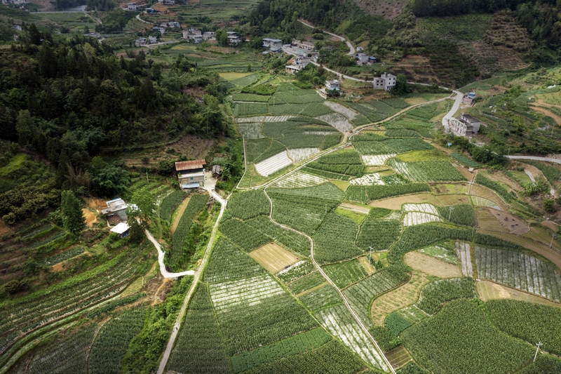 罗甸县边阳镇石兴村早春蔬菜种植坝区一角。