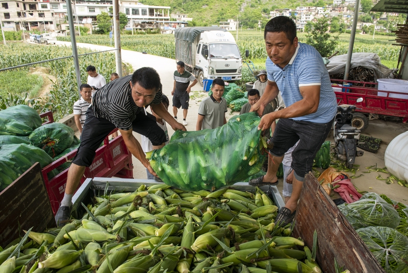 各地收购商前来收购鲜食玉米。