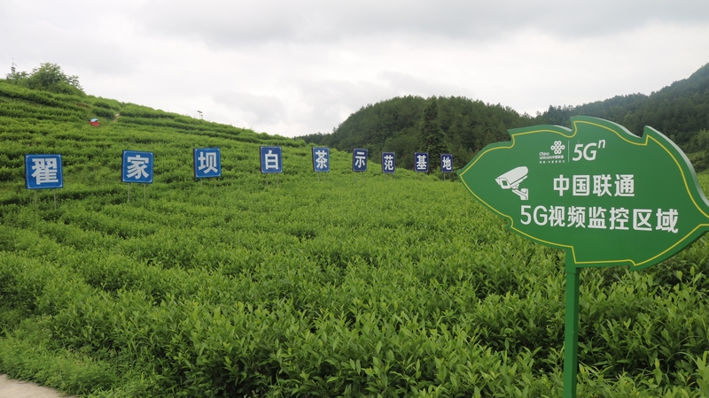“5G智慧茶园”。（张国民 摄）