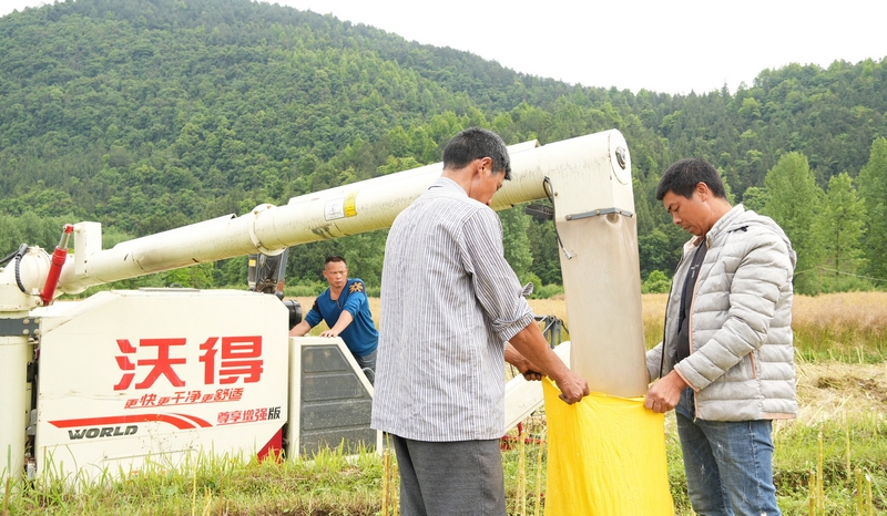 村民正在用袋子打包油菜（谢大龙摄）