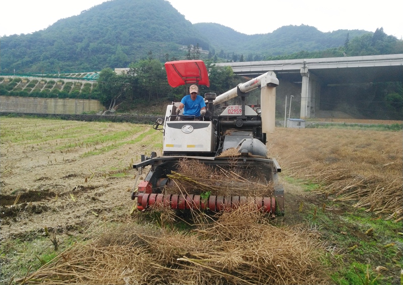 在自动完成油菜脱粒后，油菜果壳和秸秆直接抛撒还田  金莎 摄