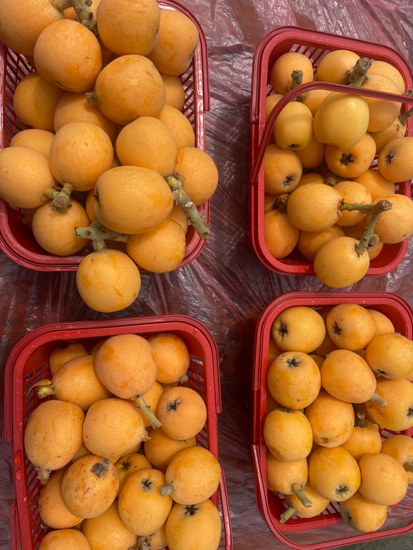  Yellow and golden loquats