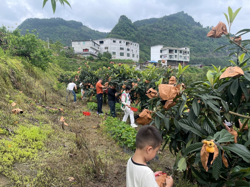  Tourists picking loquats in the orchard