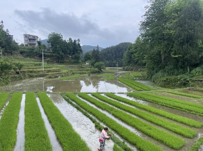 绿油油的稻秧