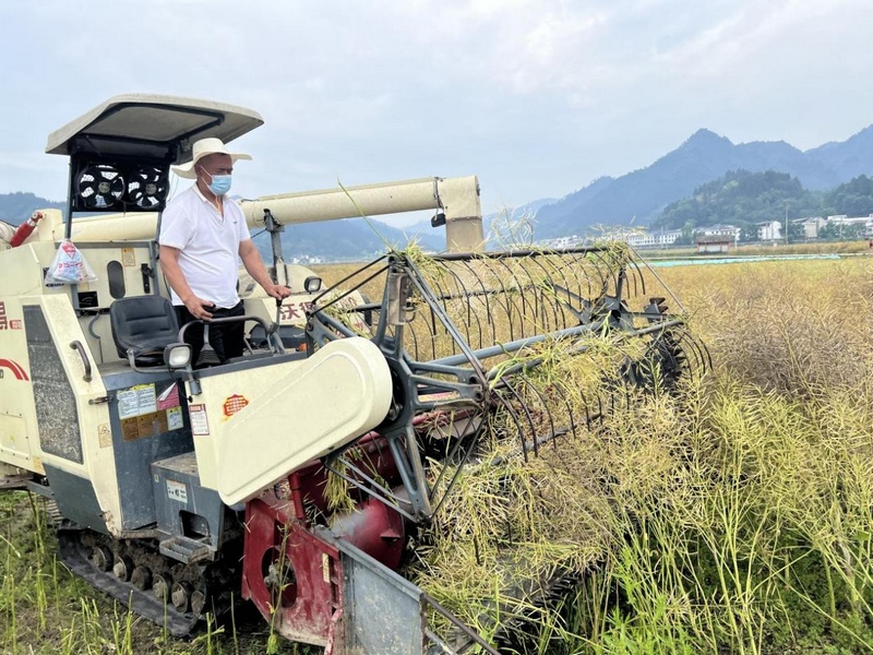 油菜陸續成熟農民正在田間地頭有整體收割。