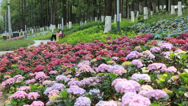 4绣球花