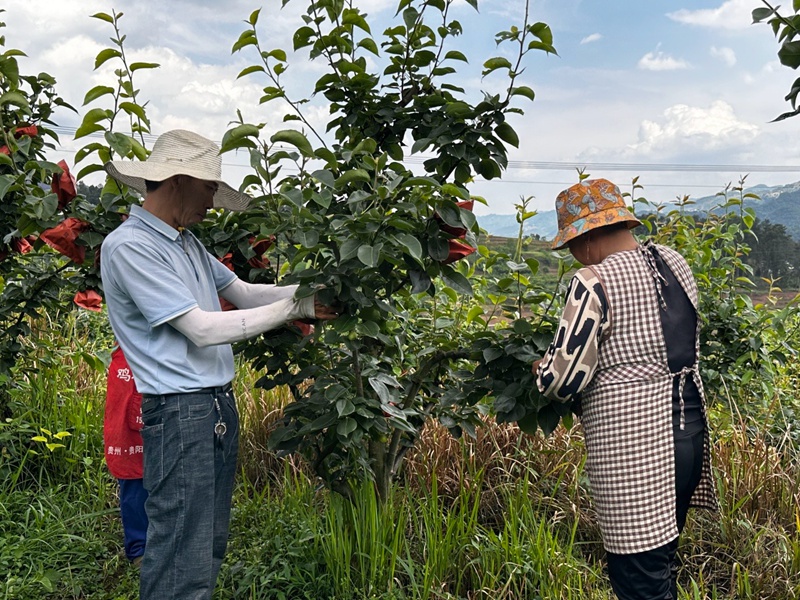 基地负责人蔡明海和务工人员一起对梨树进行管护