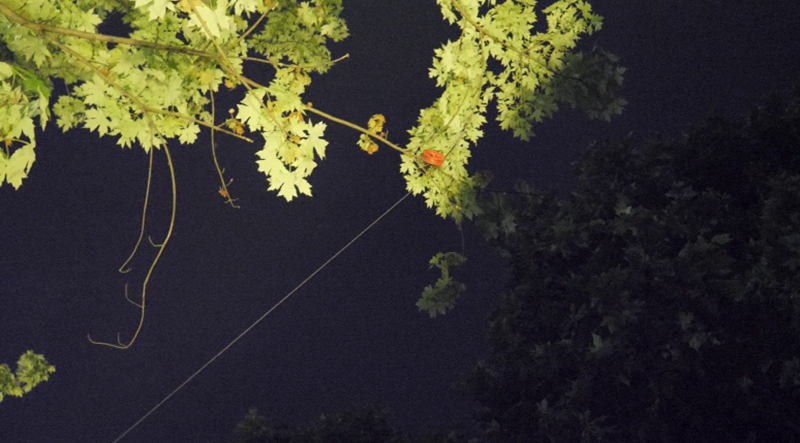 3.付先生回家路途中挂在树上的风筝线。贵州医科大学附属医院供图