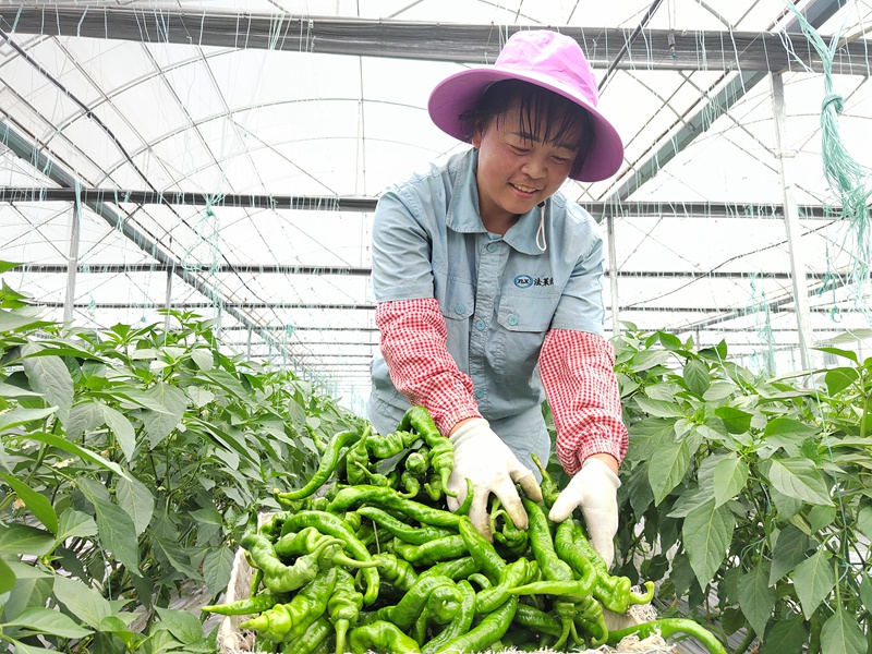 图为：村民正在基地采收辣椒