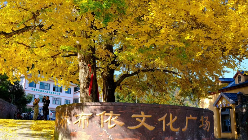 图为：布依文化广场银杏古树