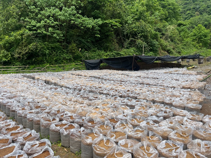 3、天麻种子培育基地。