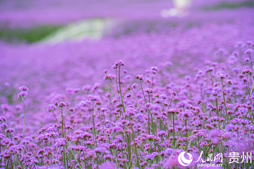 馬鞭草連成一片形成了紫色花海。人民網 陽茜攝