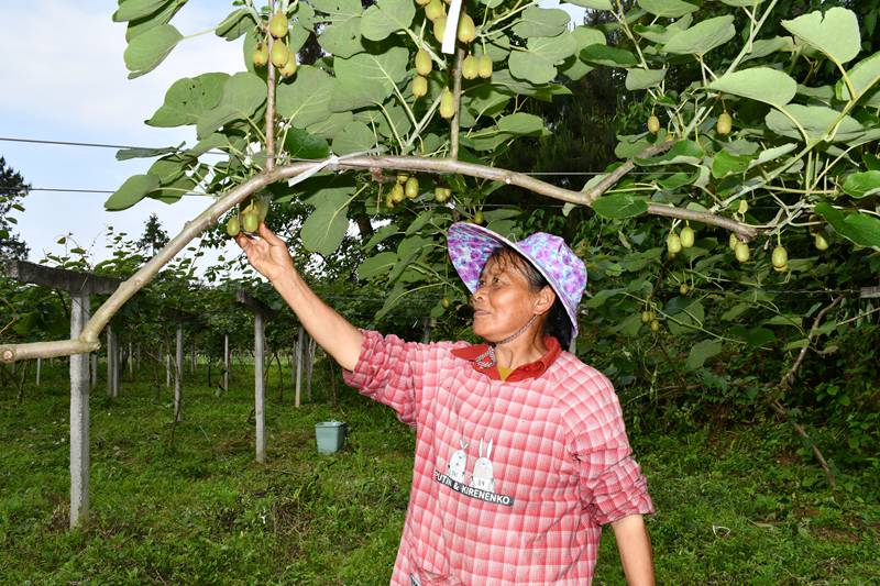 图为：工人悉心管护中