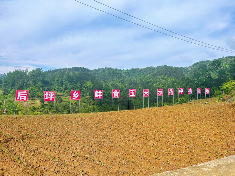 后坪乡水井村鲜食玉米种植基地