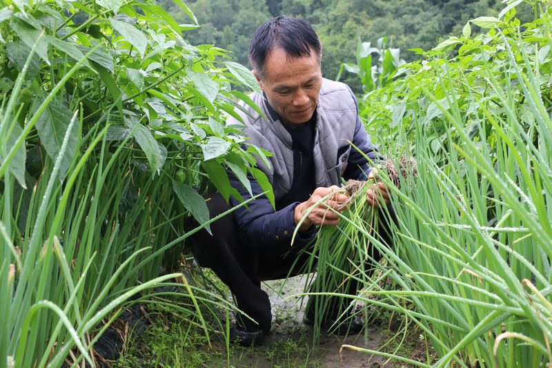 香葱和辣椒套种，实现一季多收。