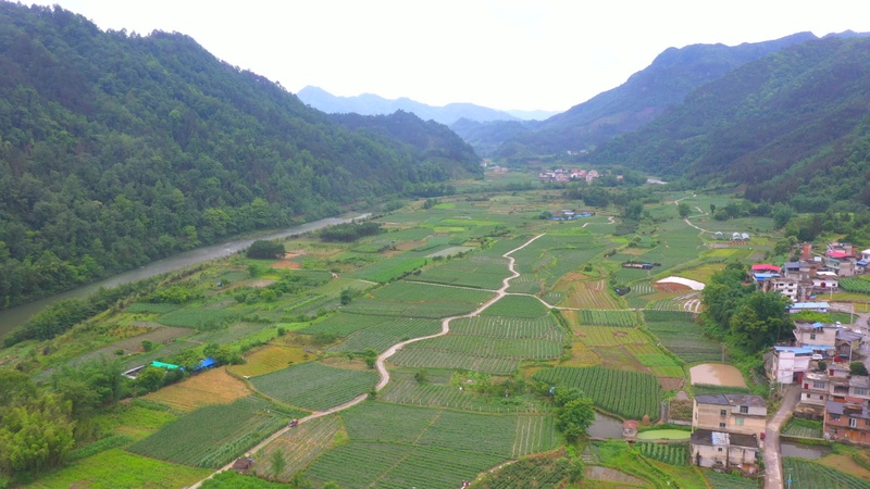 早春蔬菜种植基地。