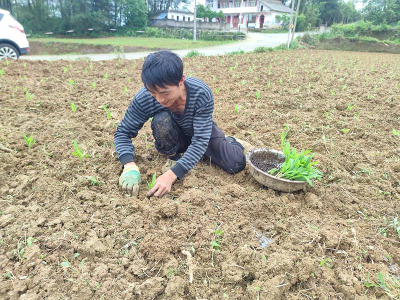 图为：南江乡毛家院村村民移栽玉米幼苗