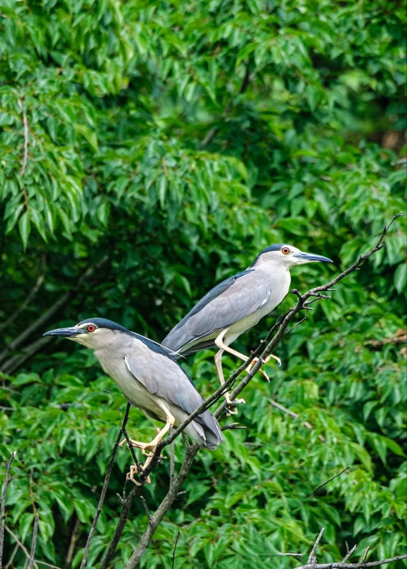  Two night herons stood on the branches. Photographed by Yang Qinghe