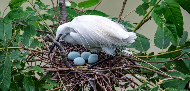 一只白鹭正在孵蛋。杨清和摄