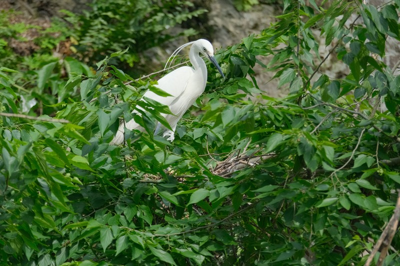 在剑河县寨章村拍摄的鸟。杨家孟摄