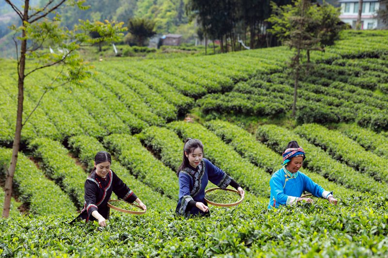 采摘春茶。