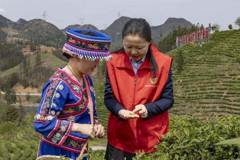 朵贝茶叶丰收季 贵银员工来助力。