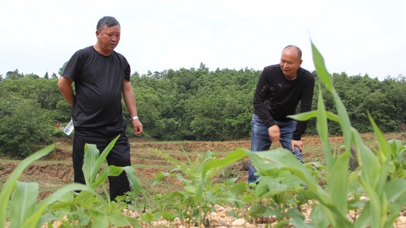 工作人员正在查看玉米长势 修文县融媒体中心李宇 摄