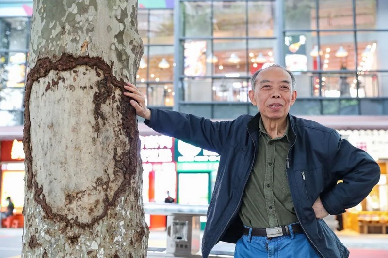 胡铸和当年与师傅一起栽种的梧桐树合影。