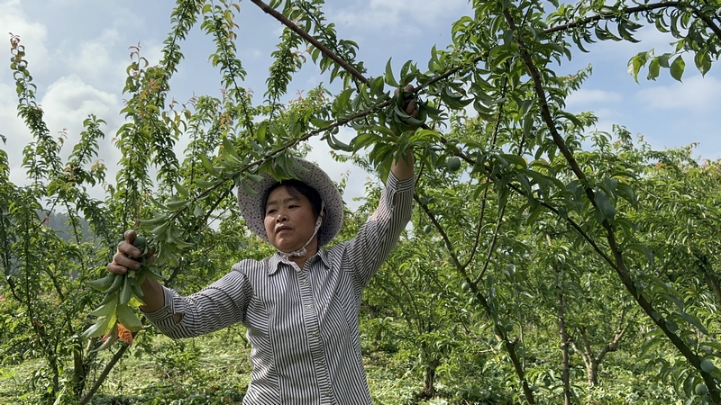 村民正对蜂糖李进行修枝整形。