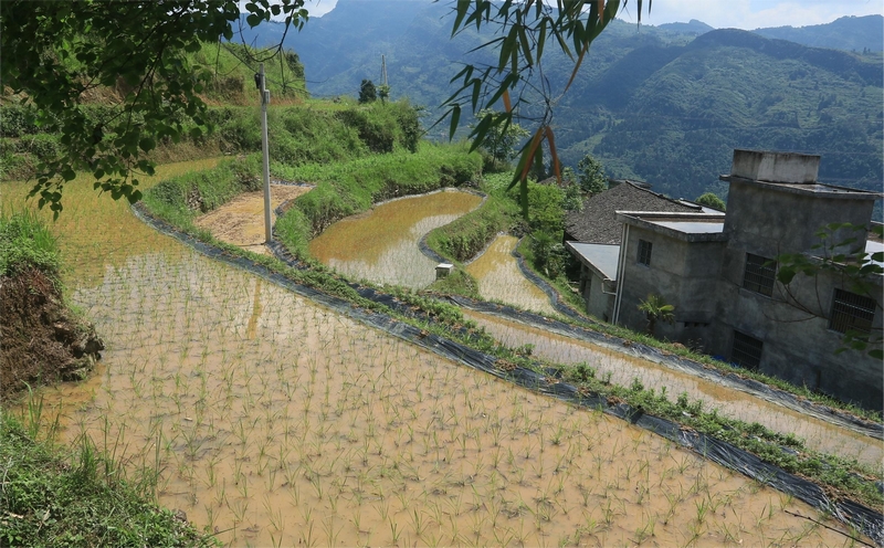 永安镇小岗村改建好的水田。
