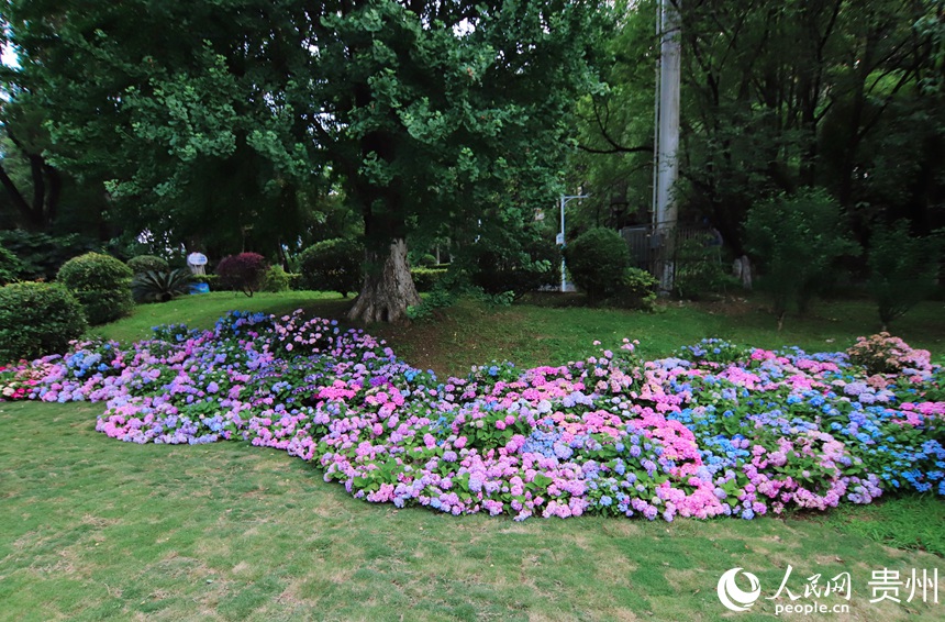 河濱公園內綻放的繡球花。人民網 顧蘭雲攝