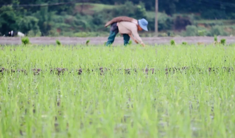  Renhuai 24000 mu rice transplanting busy