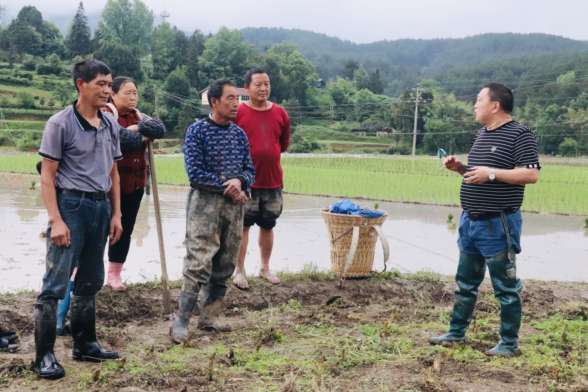 高大坪镇农业服务中心农艺师蔡回金为农户讲解水稻插秧技术知识。