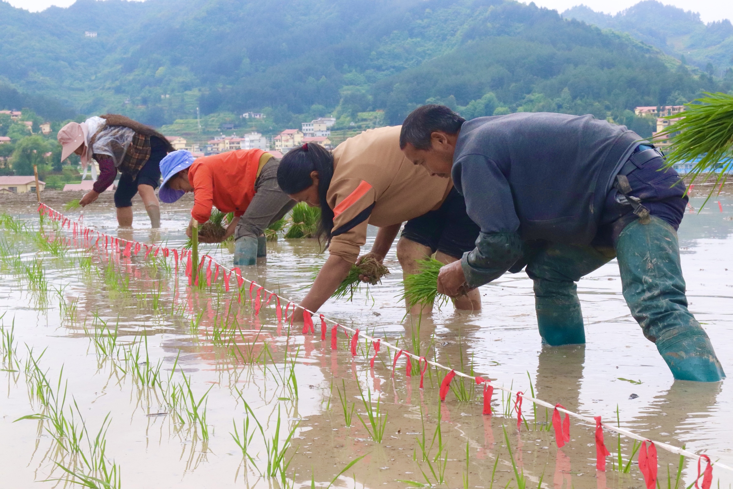 PG电子平台仁怀市高大坪镇：水稻插秧正当时 农技人员来帮忙(图2)